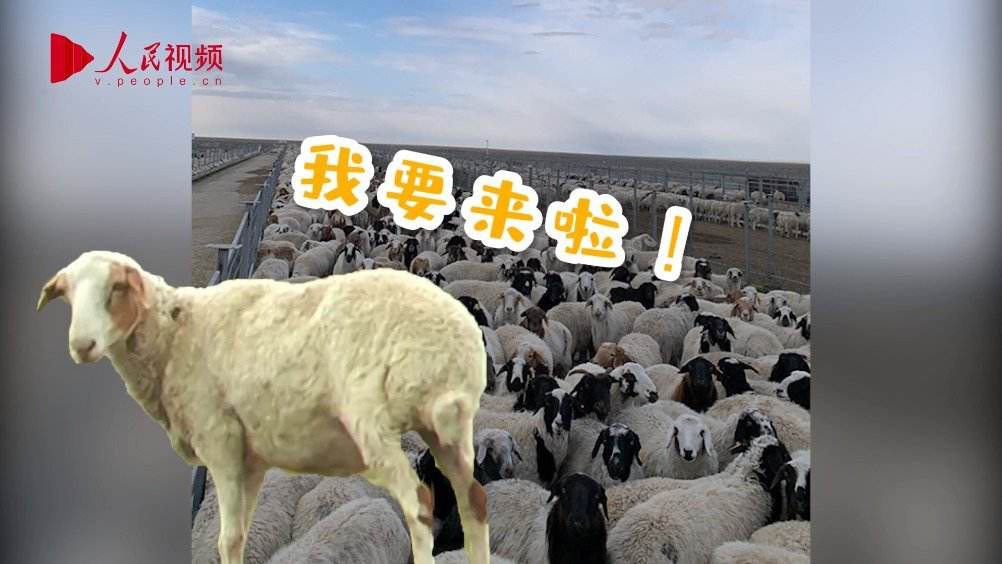 食品肉類輸送帶廠家：蒙古捐贈(zèng)的3萬(wàn)只羊全部入境